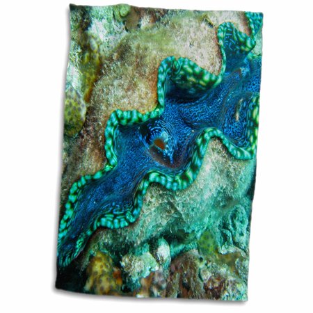 3dRose Marine Life  Giant Clam  Great Barrier Reef  Australia-AU01 DWA3056 - David Wall - Towel  15 by 22-inch
