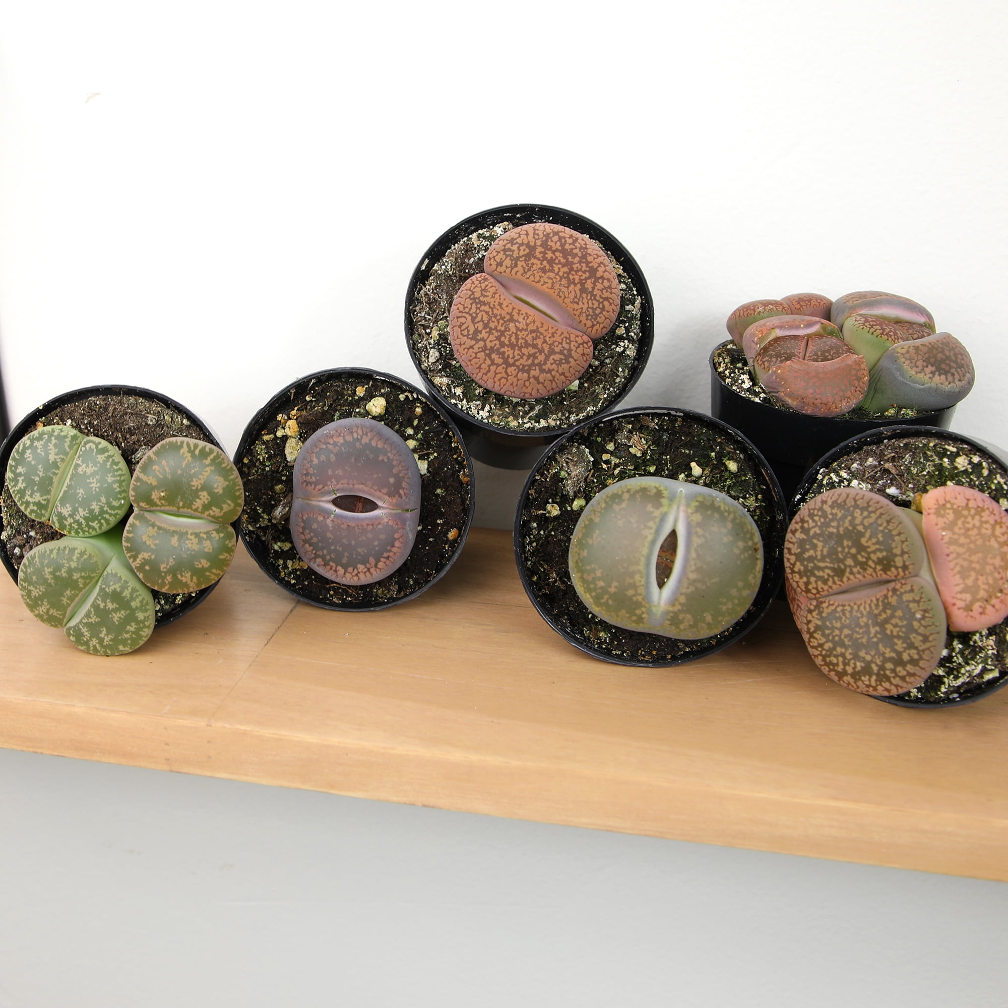 Altman Plants Living Stones Pet-safe Succulents 8-pack (Lithops) in 2.5 in. Grower Pots