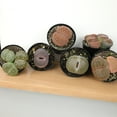 thumbnail image 6 of Altman Plants Living Stones Pet-safe Succulents 8-pack (Lithops) in 2.5 in. Grower Pots, 6 of 10