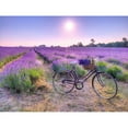 thumbnail image 2 of Frank, Assaf 18x15 Gold Ornate Wood Framed with Double Matting Museum Art Print Titled - Bicycle with flowers in a Lavender field, 2 of 4