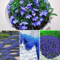 CZ Grain 250 Creeping Thyme Plant Seeds, Amazing Ground Cover, Aromatic Flowers (Blue)