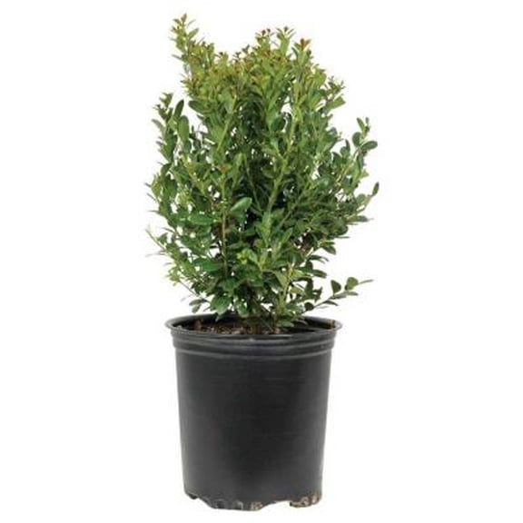 Expert Gardener Flowerwood Holly Live Shrubs, Low Maintenance