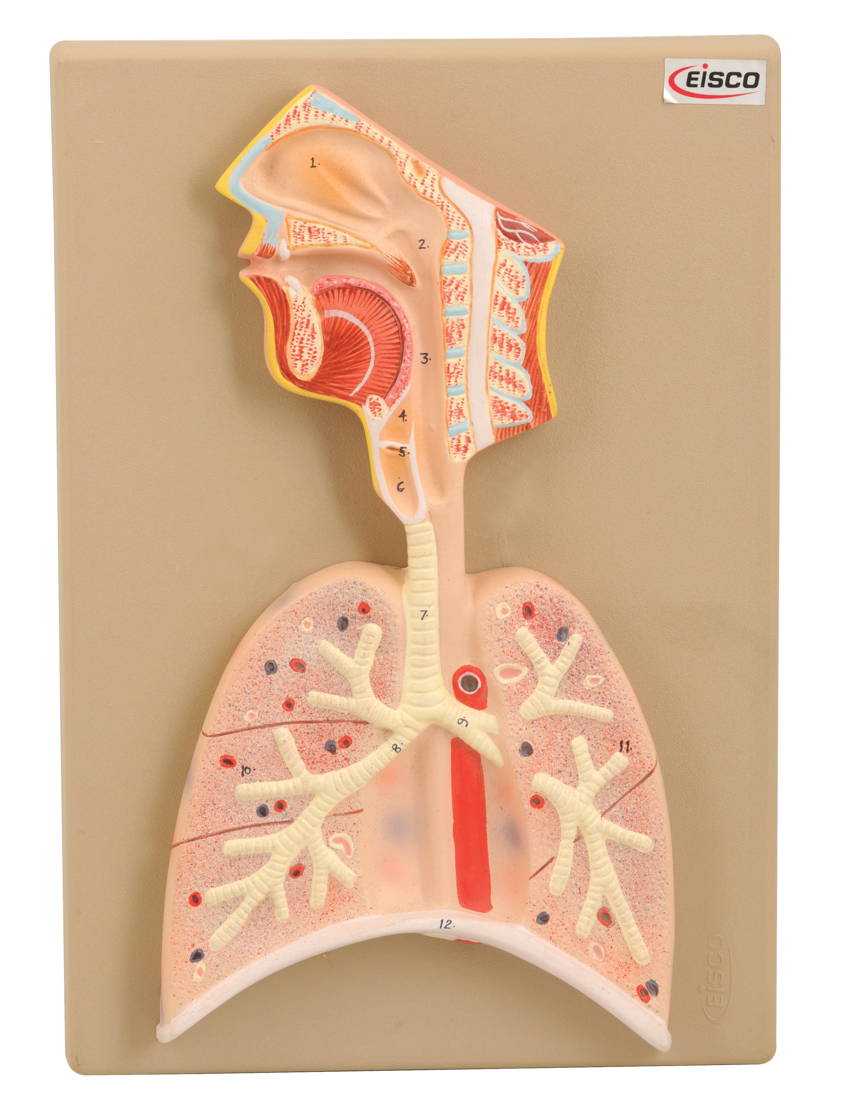Respiratory system model essay image