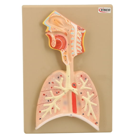 Eisco Labs Human Respiratory System Model, Half Live Size
