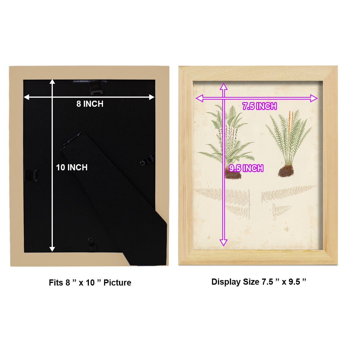 Fern Study III -Framed Print w/glass-Natural Wood