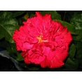 *PRIDE OF HANKINS RED* Rooted Tropical Hibiscus Starter Plant*Triple