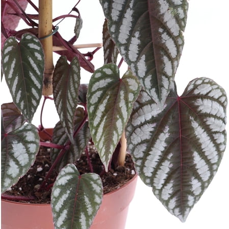 Rex Begonia Vine - Live Starter Plant in a 2 Inch Pot - Cissus Discolor - Extremely Rare and Beautiful Vining Indoor Houseplant - Air Purifying