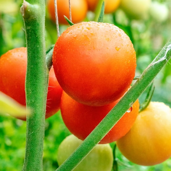 Tomato Seeds - Moneymaker - 0.25 Oz ~1,875 Seeds - Solanum lycopersicum - Farm & Garden Vegetable Seeds - Non-GMO, Heirloom, Open Pollinated, Annual