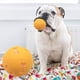 thumbnail image 4 of Bola de juguete para limpiar los dientes de los perros | Diseño de TPR hueco masticable | Juego de lanzamiento de bolas doradas | Suministro de juego duradero para mascotas | Juego interactivo con, 4 of 7
