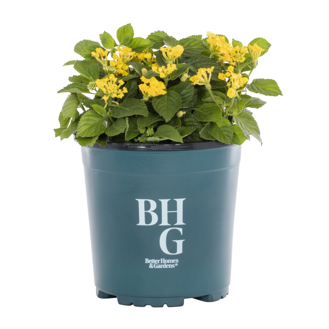 Expert Gardener 2QT Lantana Yellow Live Annual Plant Sun 3-Pack