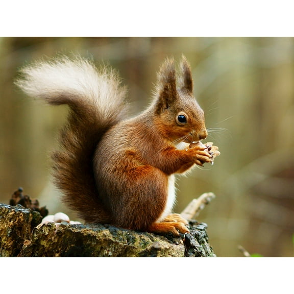 Trimming Red Squirrel Eating Forest Nature Photo Extra Large XL Wall Art Poster Print