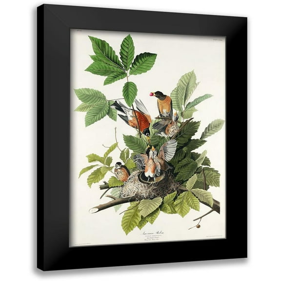 Audubon, John James 11x14 Black Modern Framed Museum Art Print Titled - American Robin