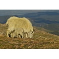 thumbnail image 2 of Illg, Cathy and Gordon 32x23 White Modern Wood Framed Museum Art Print Titled - CO, Mount Evans Mountain goat and kid in meadow, 2 of 4