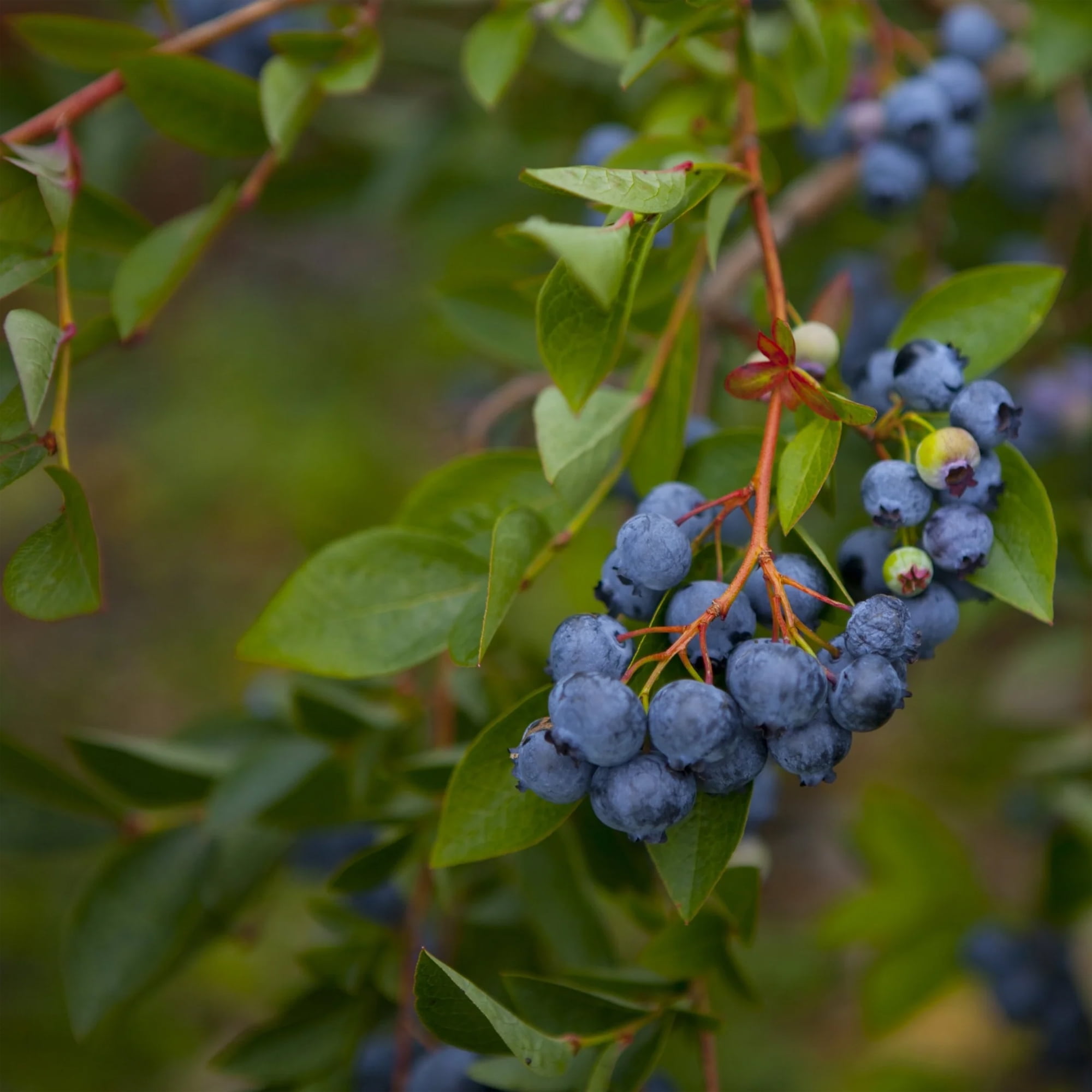Expert Gardener Blueberry Legacy Live Shrub (1 Gallon)