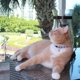 thumbnail image 2 of Collar para gatos Pawtitas Halloween que brilla en naranja oscuro, 2 of 8