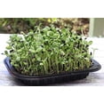 thumbnail image 2 of Nature Jims Sprouts Sunflower Seeds - Certified Organic Black Oil Sunflower Sprouts for Soups - Raw Bird Food Seeds - Non-GMO, Chemicals-Free - Easy to Plant, Fast Sprouting Sun Flower Seeds, 2 of 3