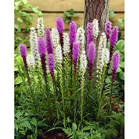 20 Mixed Liatris Blazing Star Bulbs - Purple and White Mixed Flowers