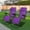 Purple (Pair), variant on Geniqua 2X Zero Gravity Chairs Folding Recliner Yard Outdoor Beach Patio Lounge [Black]