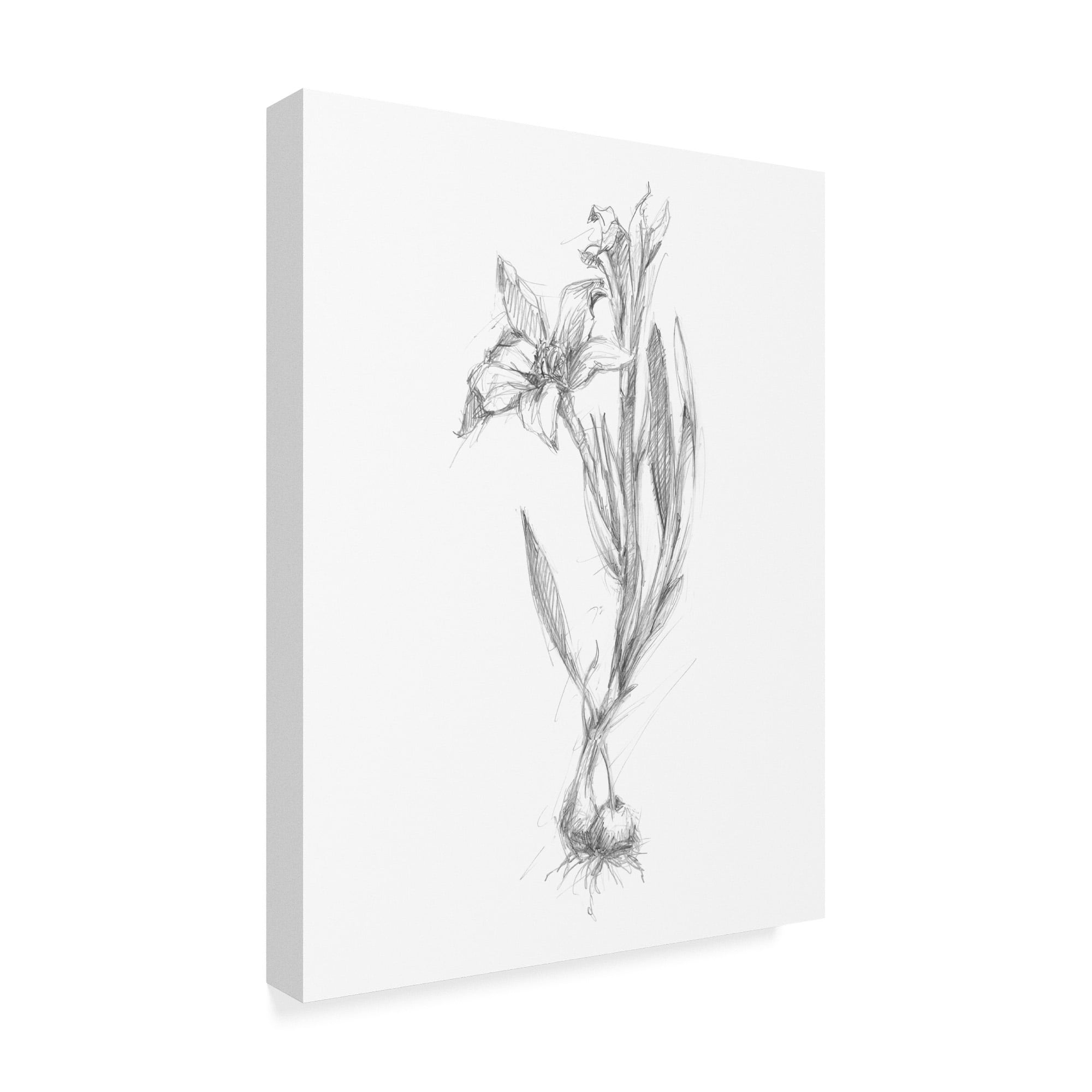 Trademark Fine Art 'UA CH Botanical Sketch I' Canvas Art by Ethan Harper