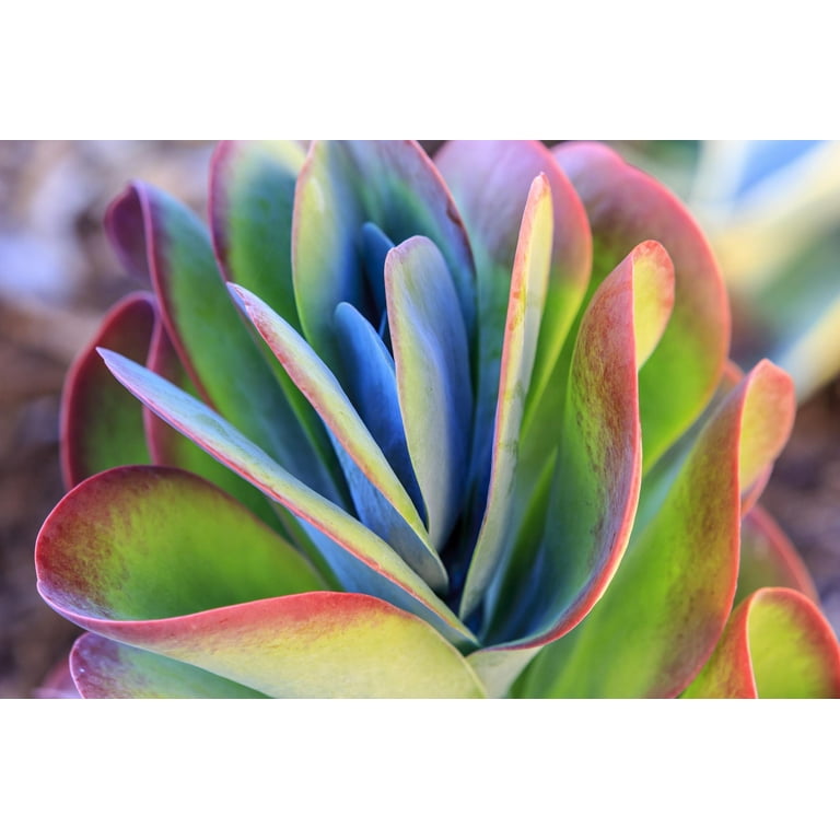 Art.com Close-up of succulent plants, San Diego, California, Usa. Photographic Print by Stuart Westmorland, 36 inch x 24 inch, Size: 36 x 24
