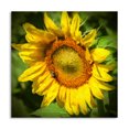 thumbnail image 1 of Gango Home Decor Contemporary Sunflower II by Alan Hausenflock (Printed on Paper); One 16x16in Fine Art Paper Giclee Print, 1 of 4