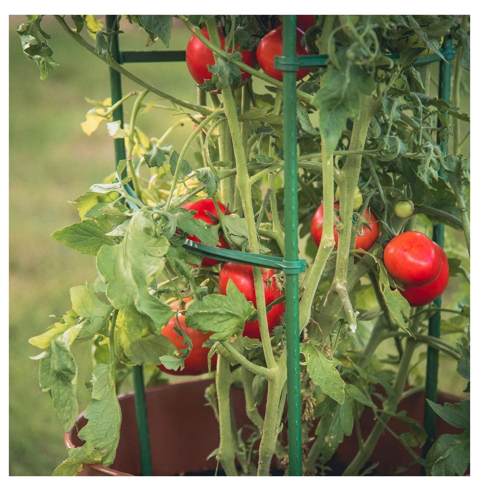 Tomato Plant Cages 3-Pack, 5ft - Ultomato Tomato Cage System, Green Plant Support for Vegetables, Flowers, Climbing Plants - Garden Stakes