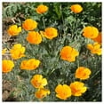 thumbnail image 4 of Everwilde Farms - 1 lb Orange California Poppy Native Wildflower Seeds - Gold Vault Bulk Seed Packet, 4 of 4