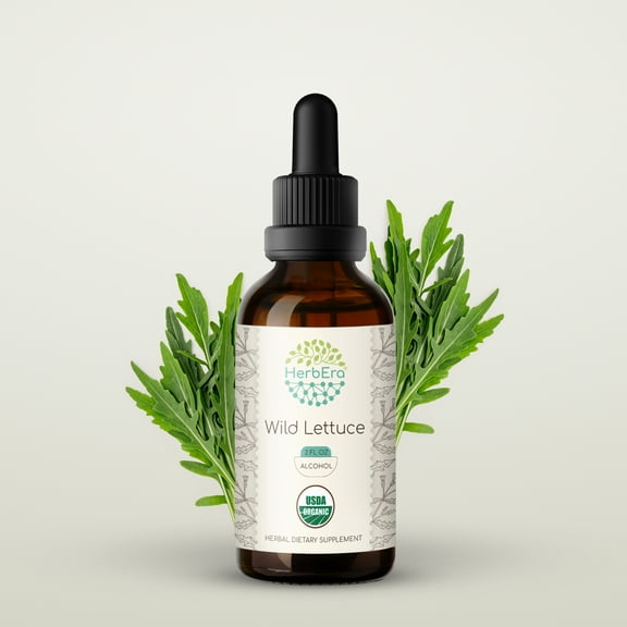 Wild Lettuce Alcohol Herbal Extract Tincture, Super-Concentrated Organic Wild Lettuce (Lactuca virosa) Dried Herb 2 oz