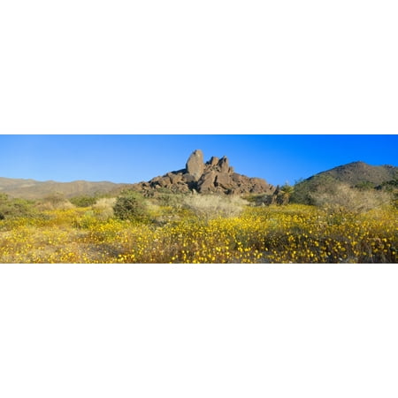 Wild Flowers North Entrance Joshua Tree National Park California Stretched Canvas - Panoramic Images (27 x