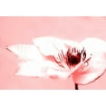 thumbnail image 2 of Riedt, Kirsten 18x14 Black Ornate Wood Framed with Double Matting Museum Art Print Titled - Beauty, 2 of 4