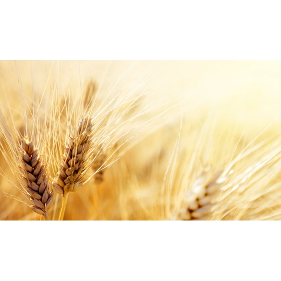 SEEDS = = = 50 seeds -Organic Einkorn Ancient Heirloom Wheat -Starter Pack- Container Pots or garden -Non GMO= Serendipity Seeds