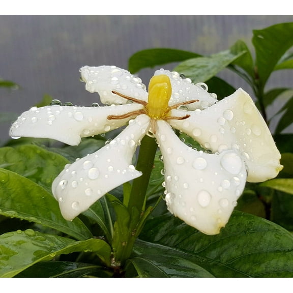 Vietnamese Moonspinner Gardenia Plant - EXTREMELY FRAGRANT-Indoors/Out  - 4" Pot