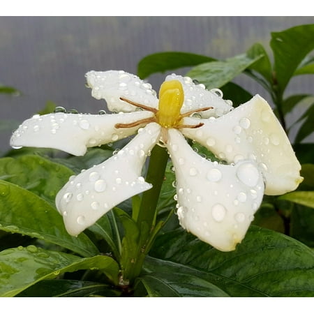 Vietnamese Moonspinner Gardenia Plant - EXTREMELY FRAGRANT-Indoors/Out  - 4
