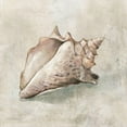thumbnail image 3 of Robinson, Carol 20x20 Black Modern Framed Museum Art Print Titled - Seashell Textures II, 3 of 5