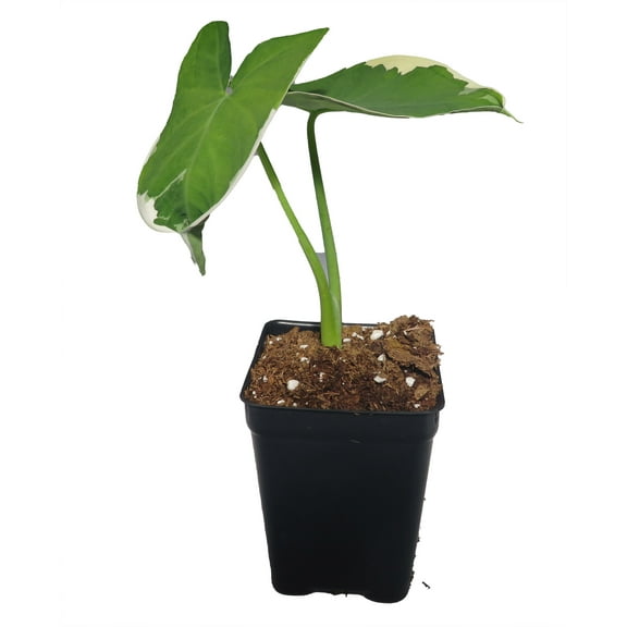 Mickey Mouse Upright Elephant Ear - 2.5" Pot -Alocasia Xanthosoma