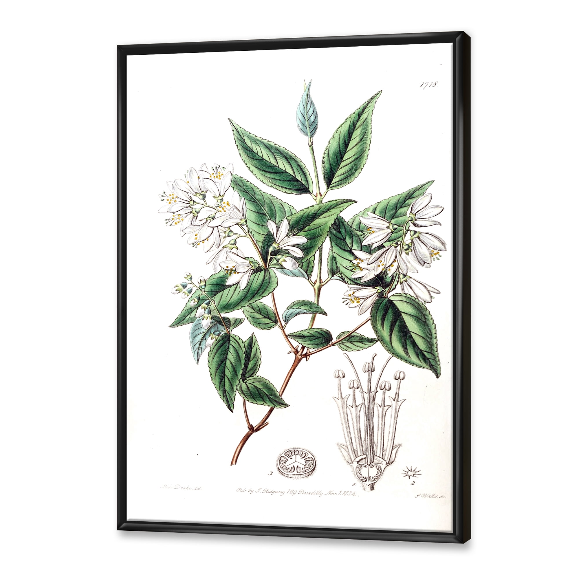 Designart 'Ancient Botanicals X' Traditional Framed Canvas Wall Art Print
