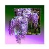 thumbnail image 1 of Cuadros Decorativos Kit de pintura de diamantes Flores Arte de mosaico de diamantes cuadrados completos JShteea Nuevos Originales, 1 of 9