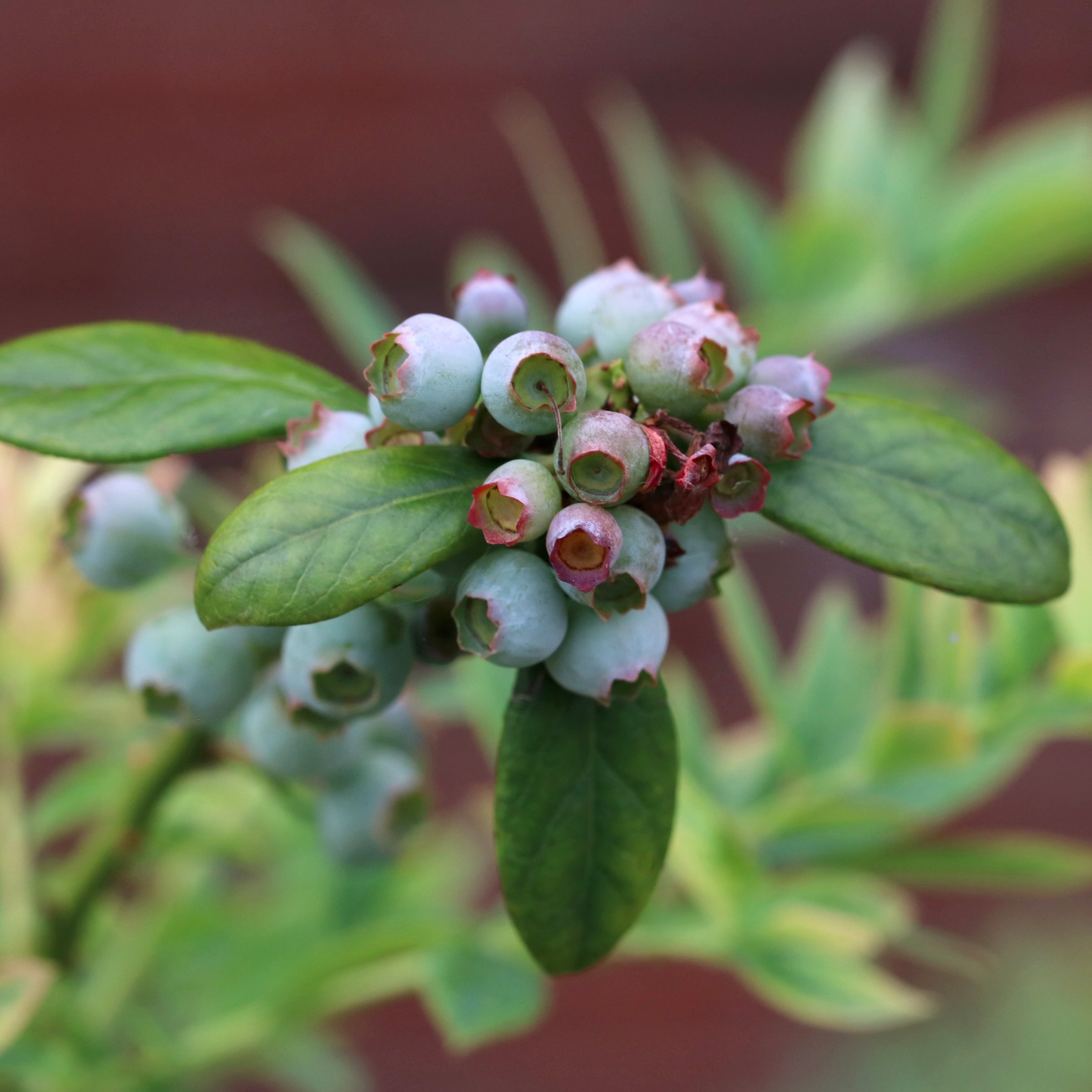 National Plant Network 1 gal. Live Shrub Blueberry Elliott Plant