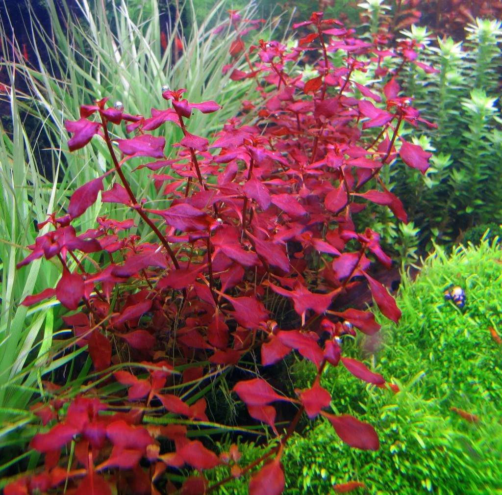 Ludwigia Repens (Super Red Mini) Live Aquarium Plants BUY2 GET1 FREE - image 4 of 12