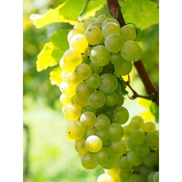 Hand Picked Nursery Niagara Grape Vine Live Plants