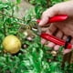 thumbnail image 5 of Professional pruning shears with micro tips, small pruning shears and scissors for the garden, from harvesting fruit and vegetables, 5 of 5