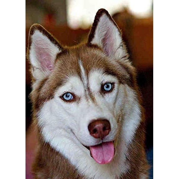 Jigsaw Wooden puzzle 300 pieces Jigsaw Puzzles Husky Dog Animal Jigsaw Puzzle challenging and Stimulating Puzzle Game Wall Art Unique Gift