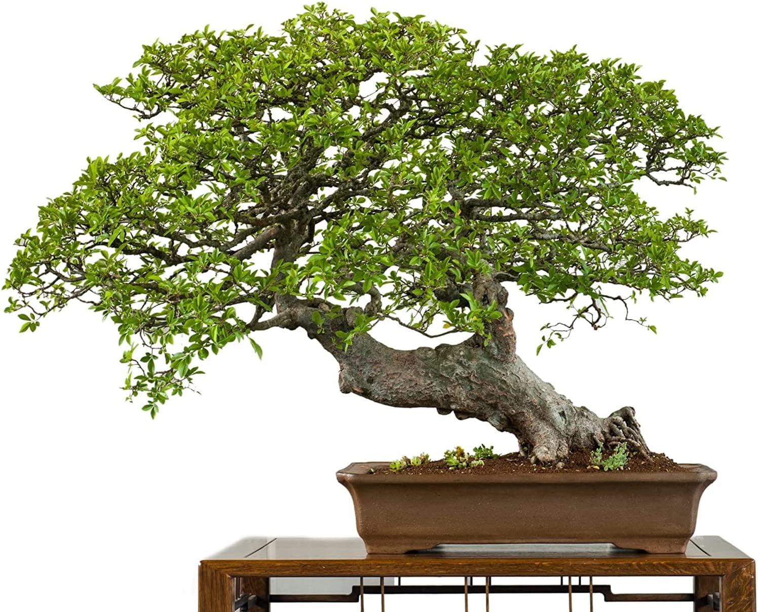 Chinese Elm Bonsai Tree Seeds 50 Seeds Prized Bonsai Specimen