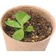 thumbnail image 3 of Paper Tray Cup Plant Label 50pcs Set, Gardening Plant Markers, Waterproof Cardboard Labels, for Indoor Outdoor Plants, Foldable Design, for Kitchen Garden, 8x2 Inches, 3 of 7