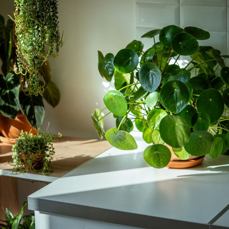 Pileas Money Plant Live, Pilea Peperomioides Live Plant, 2 inch Pot for Indoor Planting