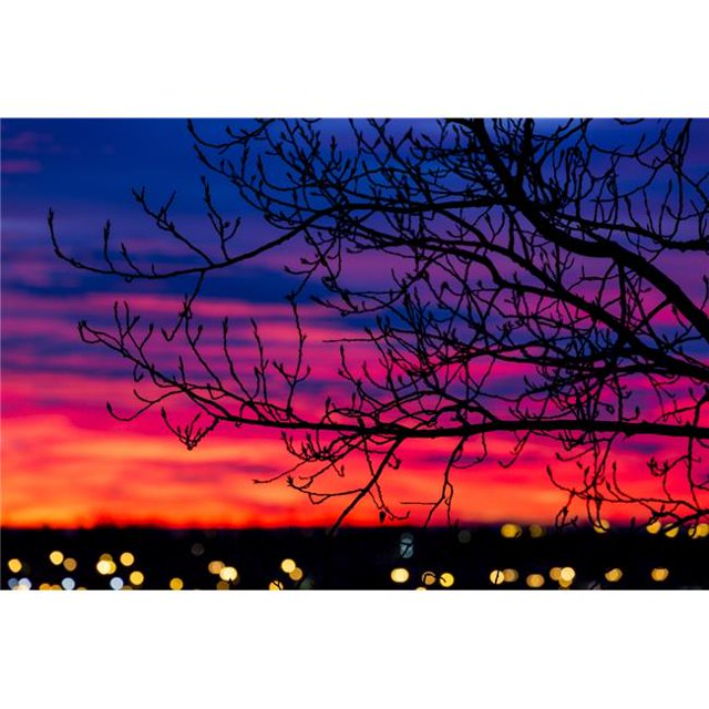 Posterazzi DPI12272862 Close Up of Silhouetted Tree Branches with Dramatically Colourful Clouds at Sunrise with Blurred City Lights - Calgary Poster Print - 19 x 12 in.