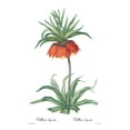 thumbnail image 2 of CAG 14x18 Black Ornate Wood Framed with Double Matting Museum Art Print Titled - Fritillaria imperialis, 2 of 4