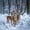 White Brown Gray, variant on Castle Fairy Wildlife Deer Full Size Comforter Sets 3-Piece,Winter Dark Woodland Bedding Comforter Set,Blue White Brown,Black Reversible,1 Comforter and 2 Pillowcases