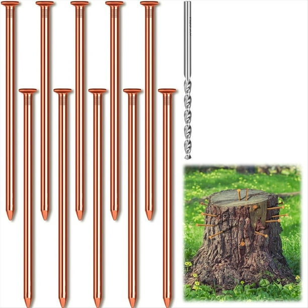 10 Clavos de Cobre para Eliminar Raíces de Tocones de Árboles, 3,15 Pulgadas de , Clavos de Cobre Puro A Granel con Taladro, Puntas para Eliminar Tocones.