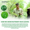 thumbnail image 5 of LeafLea 80 Moringa Tea Bags - Pure Moringa Leaf Herbal Tea, Caffeine-Free, Sugar-Free, Malunggay Tea, 5 of 17